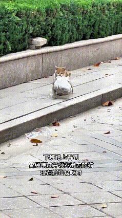 下班路上撞见这一幕，真是叫人心里堵得慌！这只小橘猫，曾经我喂过、还帮它找了领养家
