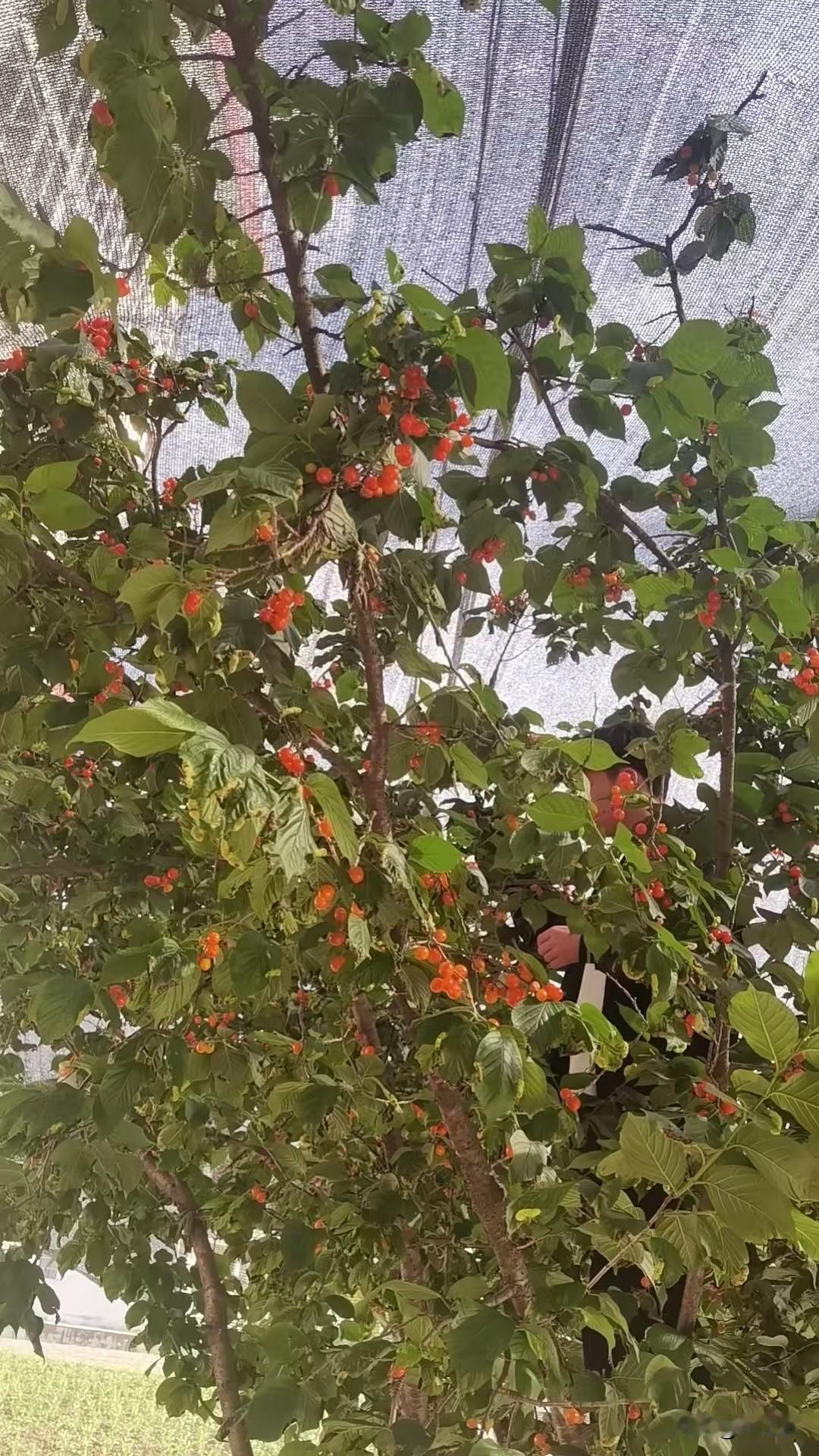 儿子考上985，家长却在朋友圈“低调”刷屏，网友：高级凡尔赛这几天，老张的微