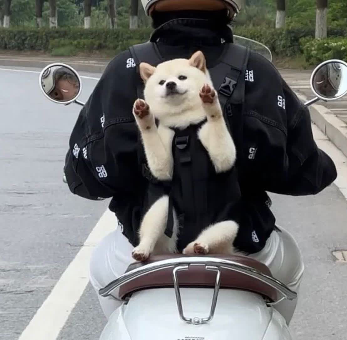 “有一只柴犬在迎接我。”##