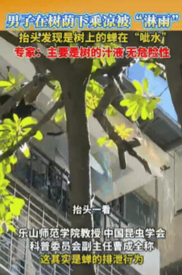 福建厦门，一男子在树底下乘凉，突然感觉有雨滴落在脸上，他以为是要下雨了，抬头一看