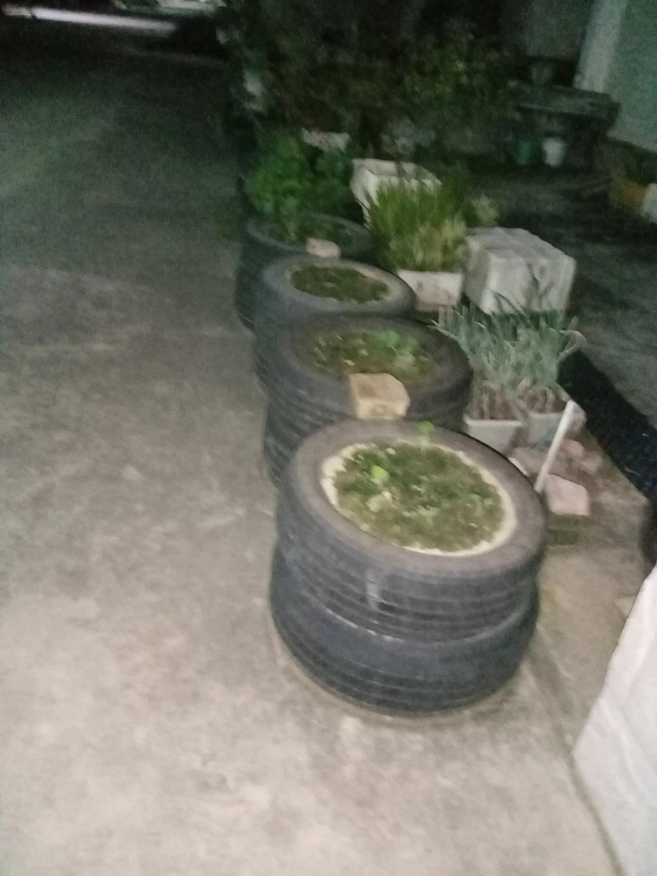 散步的地方时常能够看到有些人的房前就用这样简易的轮胎，两个叠加在一起装一点泥