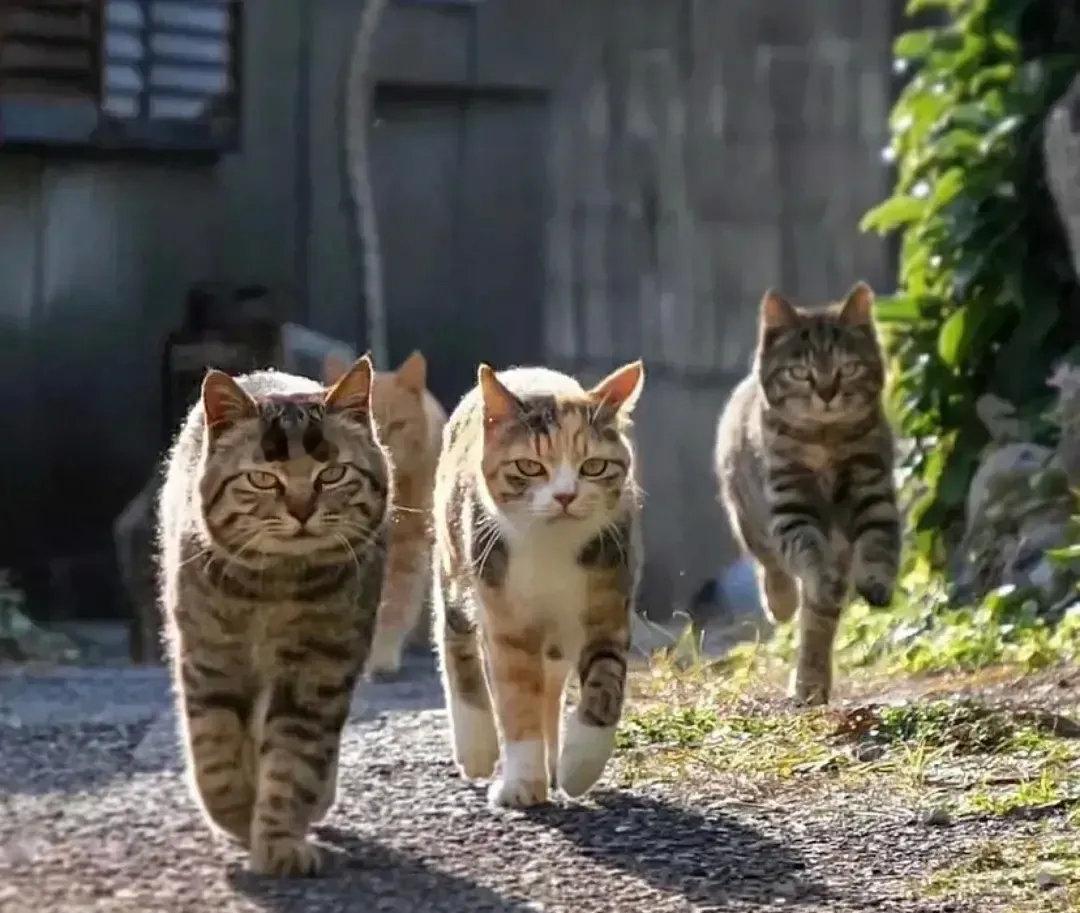 猫🐱主子里面的黑社会老大[笑着哭]很有气势……