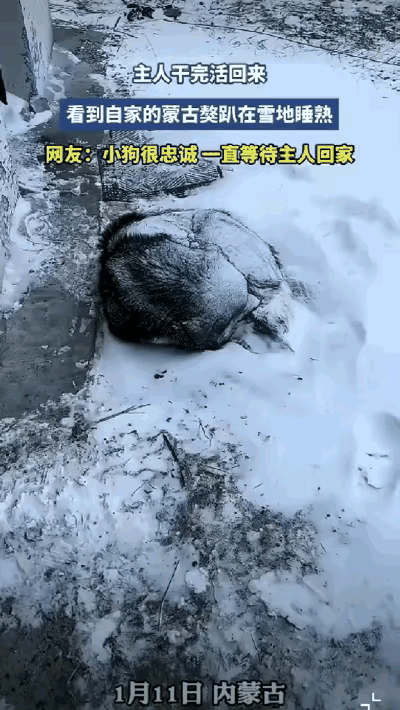 泪目了！内蒙古，一女子干完农活回家，发现自己养的蒙古獒没有出来迎接，走近一看，才