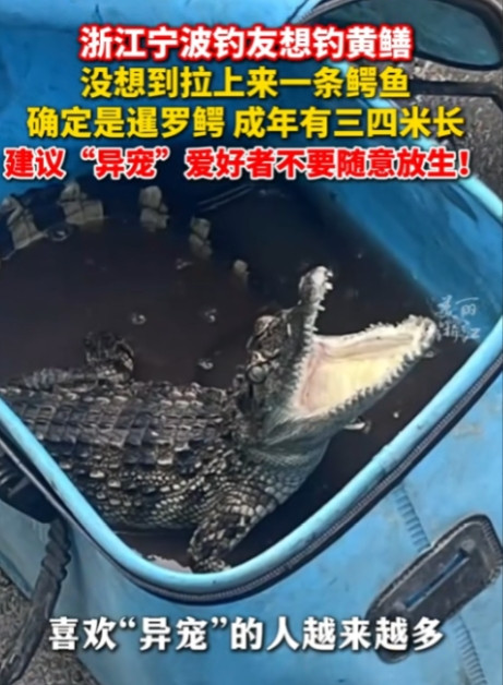 “命中注定！”2025年6月，浙江宁波，一男子在河边钓鱼，本来想要钓黄鳝吃，不料