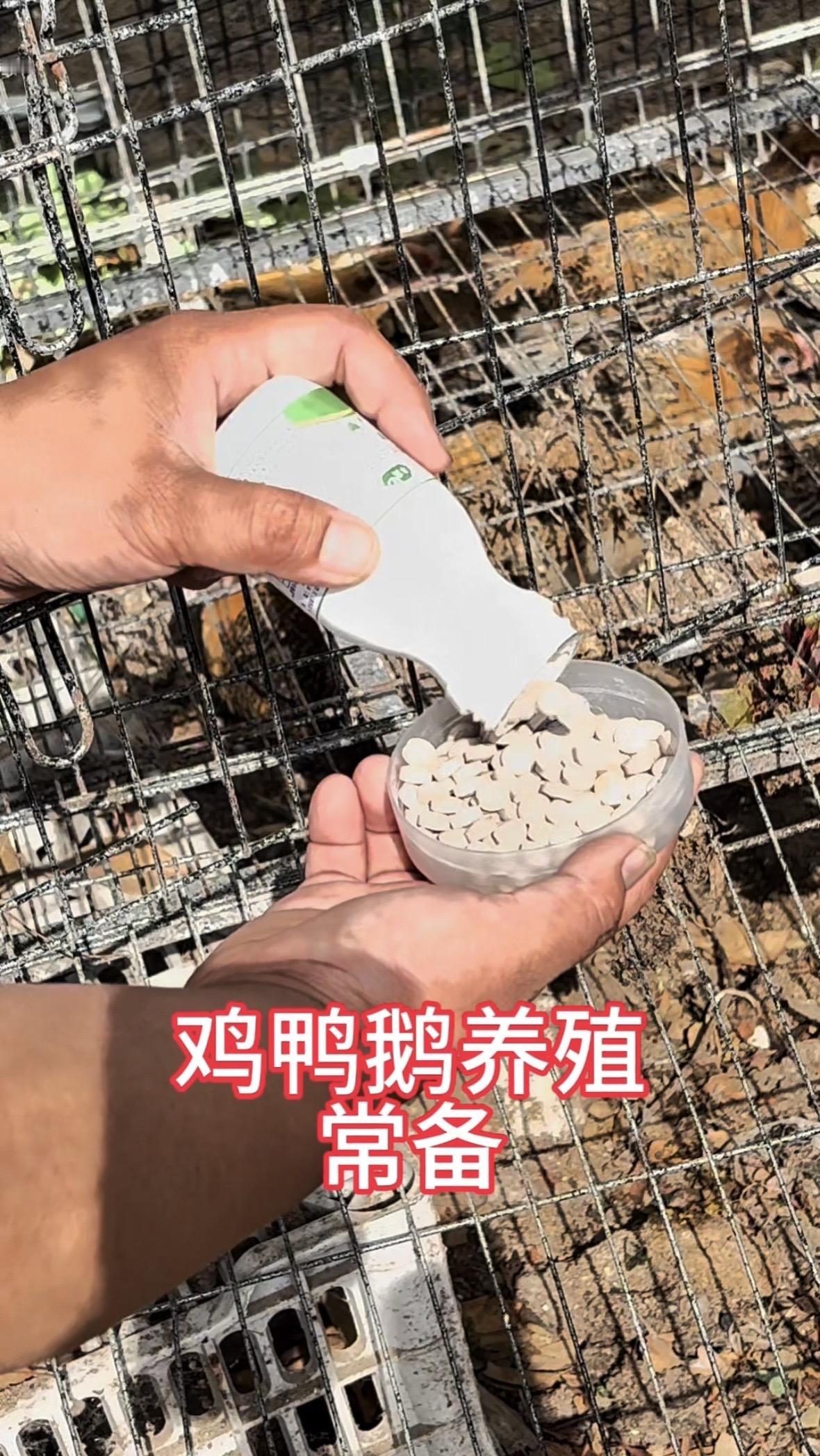养鸡鸡鸭鹅兔鱼虾猪马牛羊养鸡人分享养鸡经验养殖场专用