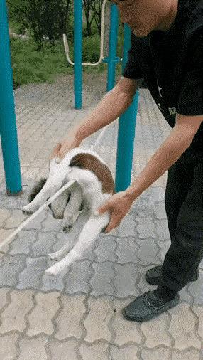 这是什么样的主人啊😡狗死了就得利用一下拍个视频。