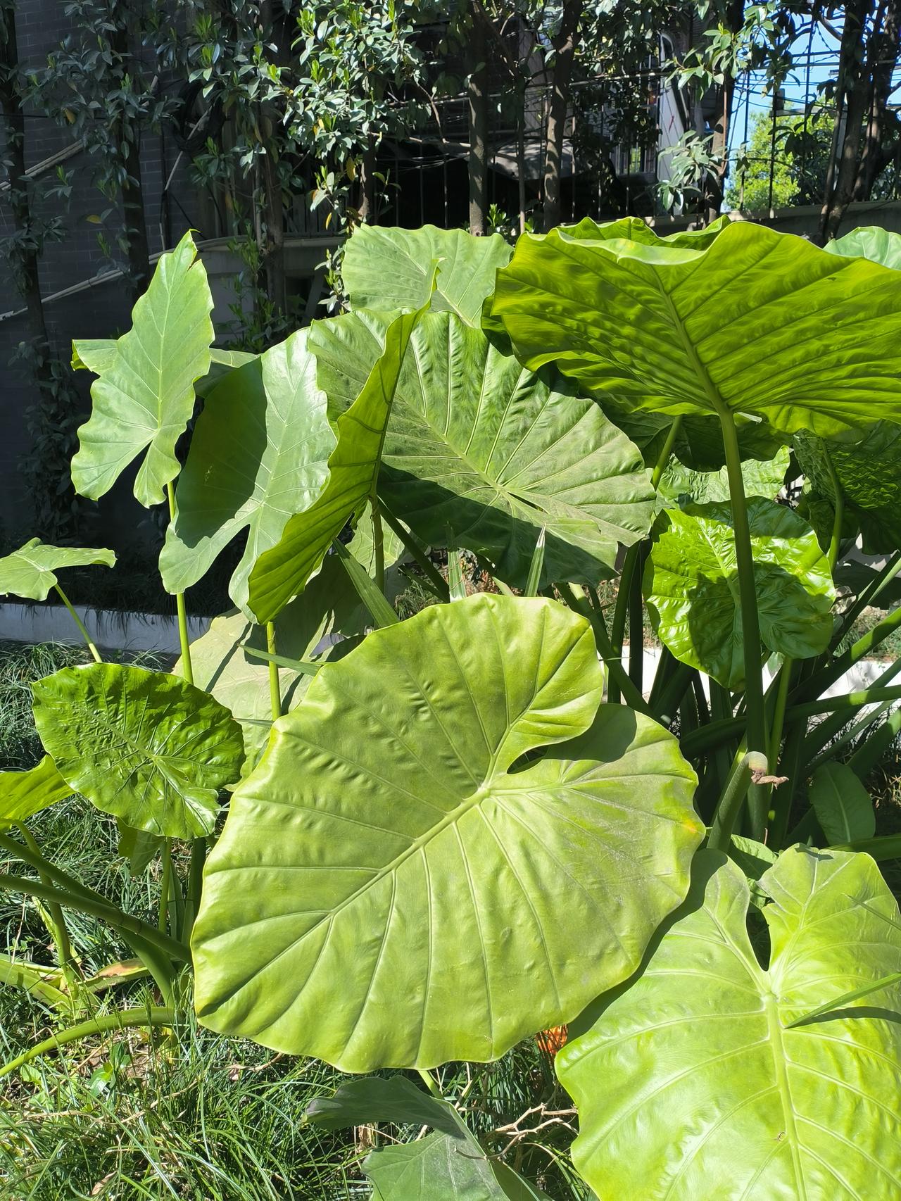 该摆烂等着被裁，还是自己辞职？我有个姐妹，41岁，在上海某国企工作是个不大不