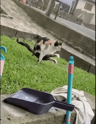 叶问说“知道了吧，喵”你觉得怎样