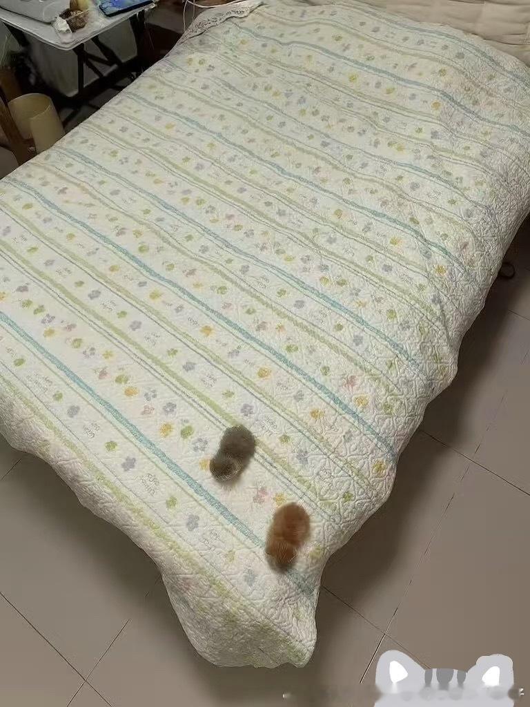 猫猫总裁每天从八百平的大床上醒来冒个泡