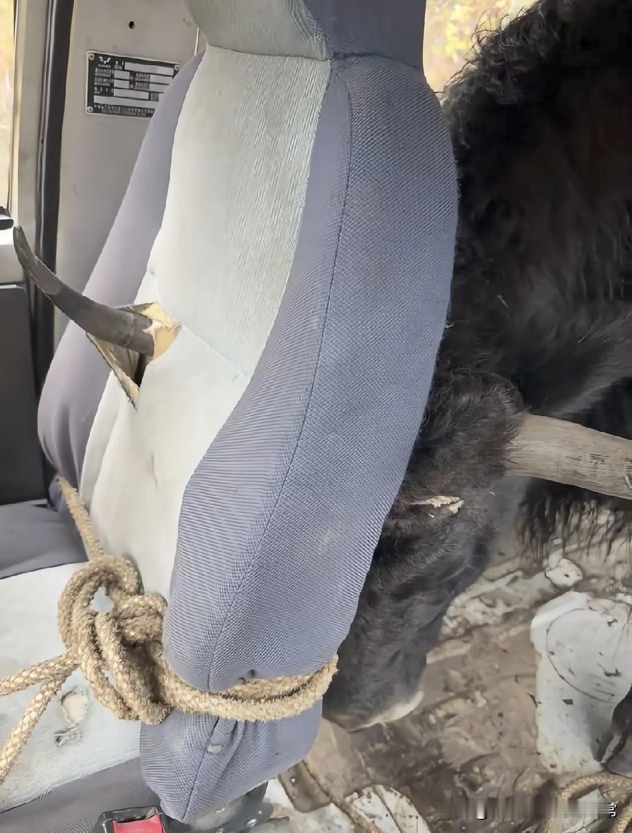 公牛插座，我说的不是你家的哦!头回见牛坐“专车”还这么暴躁，直接把座椅捅了