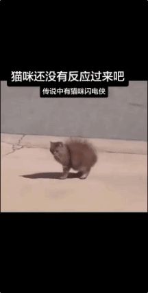猫咪闪电侠来了，快点毛都炸起来了！🤬