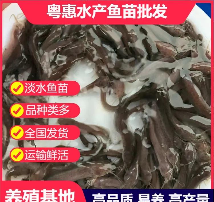 广州海珠赤眼鳟鱼苗基地养殖户必看！选鱼苗的3个标准，少一个都不行。罗非鱼苗批