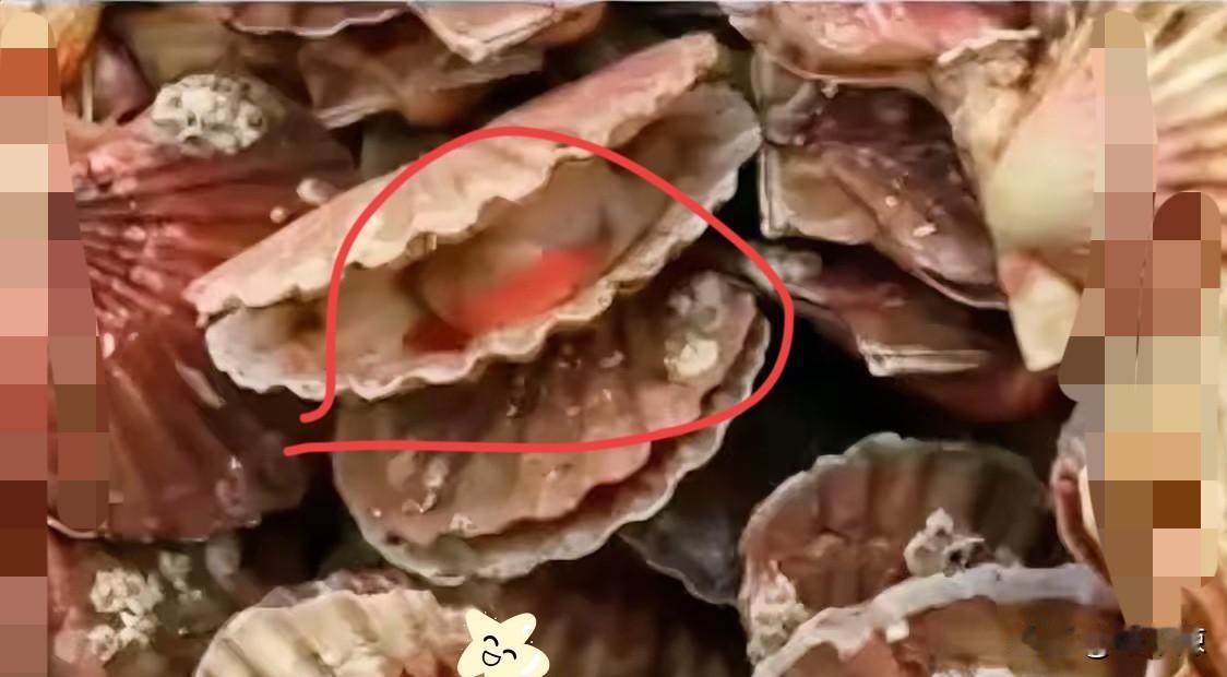 不出意外的话！！扇贝销量即将大幅下降不是因为价格飙升，而是日本的扇贝开始进口