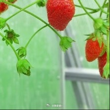 种植0000种植草莓的方法一、最佳种植时间1.露天地栽：每年9–11月栽种幼