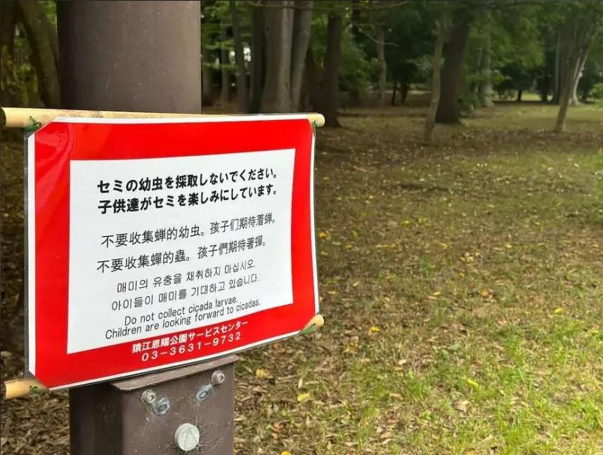 山东蝉：已放弃抵抗！日本蝉：万万没想到，同样没躲过去...深夜的东京公园，手