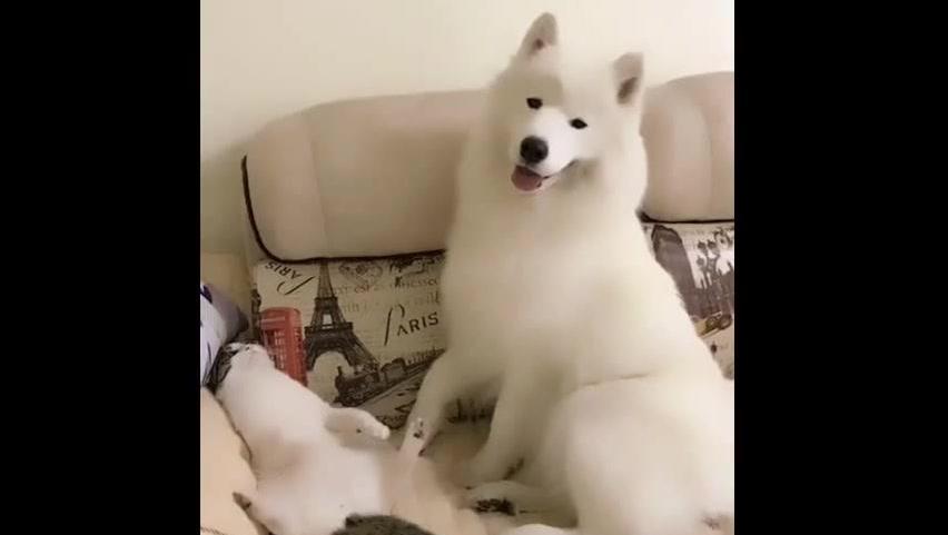 最贱的猫_史上最贱百变猫叔大全