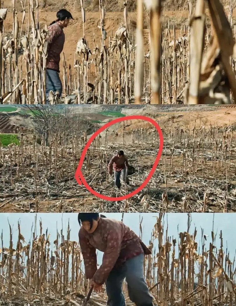 我估计导演刘家成，今晚可能要失眠了，拍农村戏几十年没翻过车，这次《生万物》玉米地