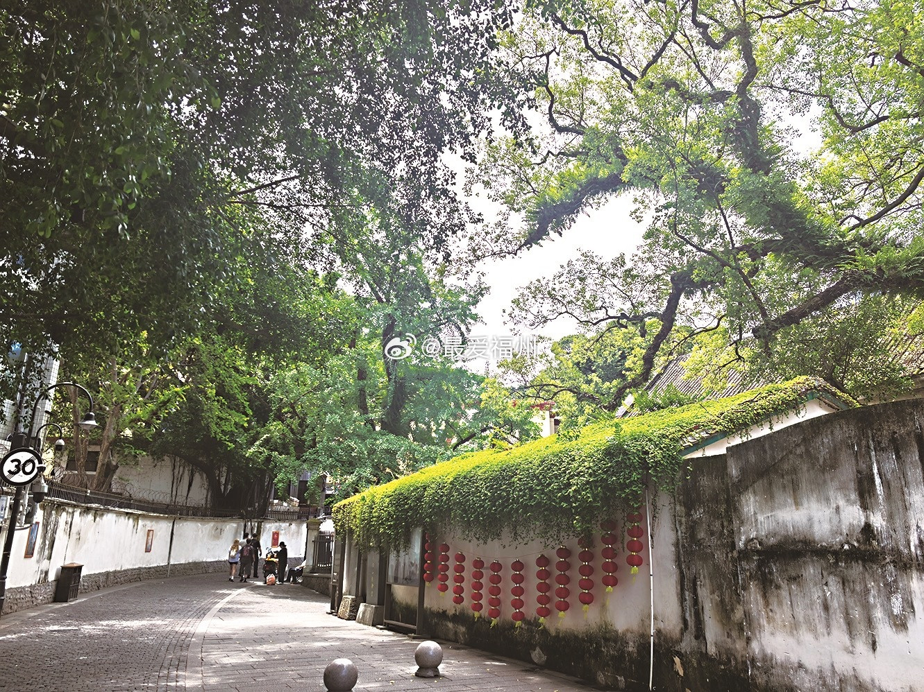 福州真是一座有爱心的城市！烟台山这棵“比心树”“五一”假期走红位于烟台山乐群路