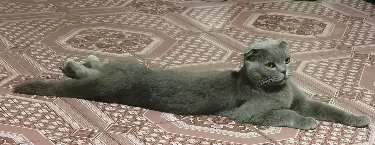 夏天的猫的睡姿有多好看呢？家里养了一只猫，灰色的毛，非常听话，可惜只吃猫粮和罐