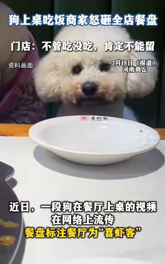 “背后一定有高人指点”，河南商丘，一顾客带狗进店就餐后。店主果断砸碎了600套餐