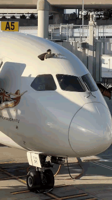 以防你没见过飞机擦玻璃！