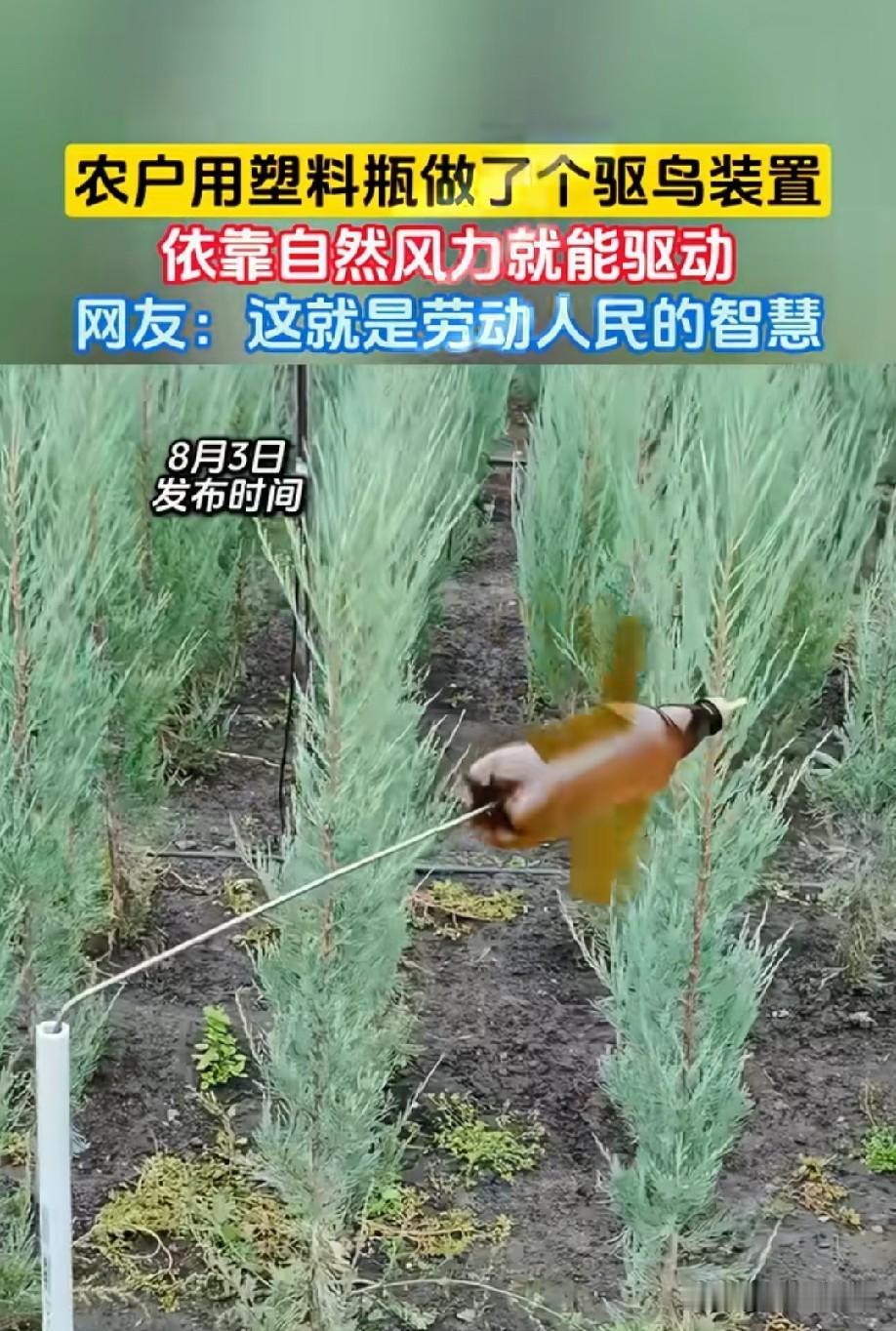 鸟很聪明的，过几天后，鸟就该干啥就干啥了[捂脸哭]