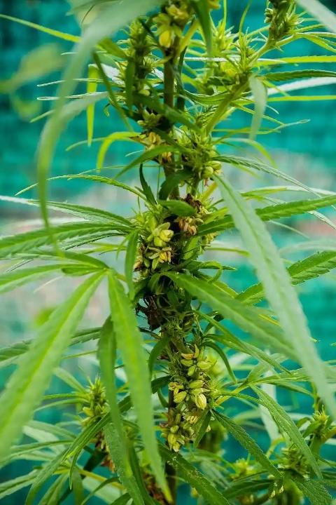 这种植物在20世纪六七十年代的广大农村都有种植，是农民的必备用品。它大多生长在能