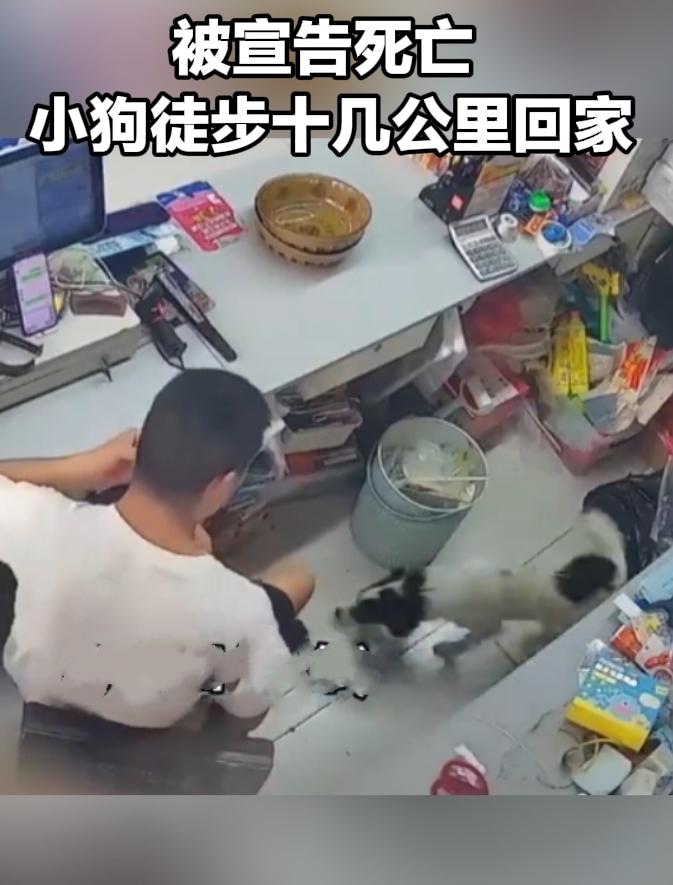 生死重逢！被宣告死亡的小狗，徒步十几公里拼命回家找主人都说狗狗重情重义，有