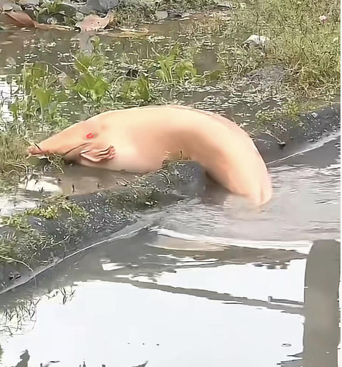 有灵性的动物不要去打扰！昨天在河边散步，看到河边有一大坨白色的东西在动，觉得很好