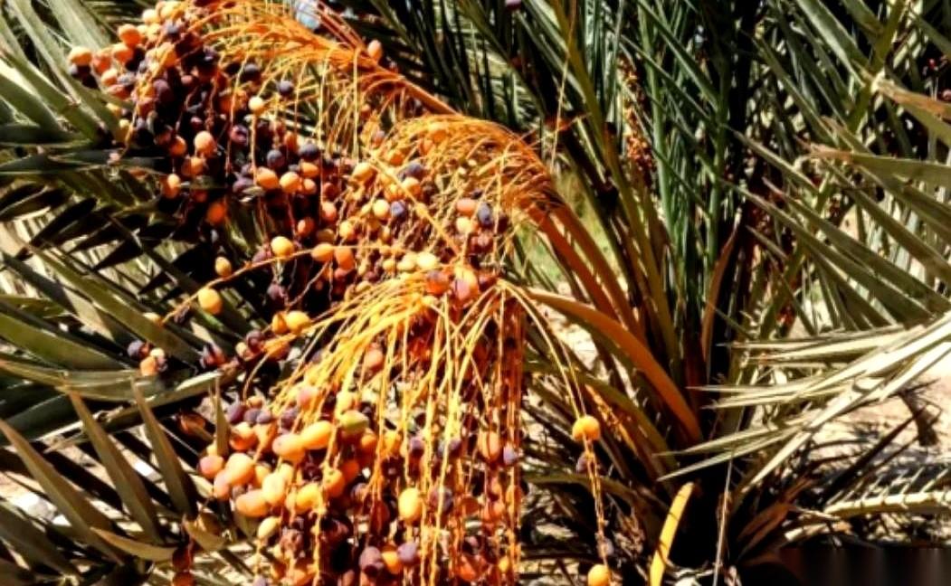 阿联酋送了咱们十万棵能在沙漠里活的宝贝树苗，结果你猜我们种哪儿了？海南。对，