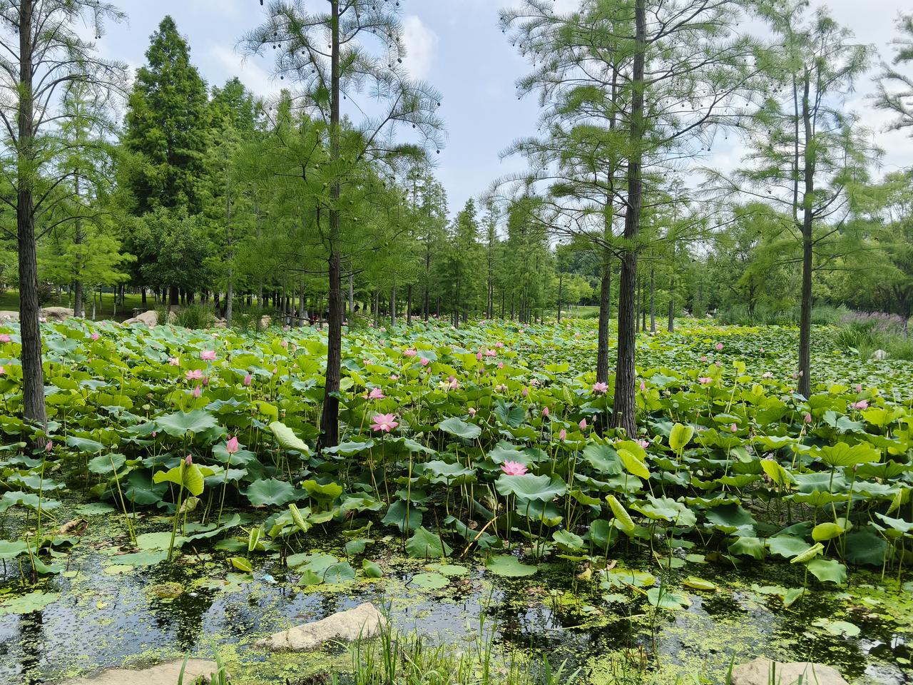 死因成谜我生活在胶东沿海的小山村，村村通工程修的路特别好，大伙儿在茶余饭后