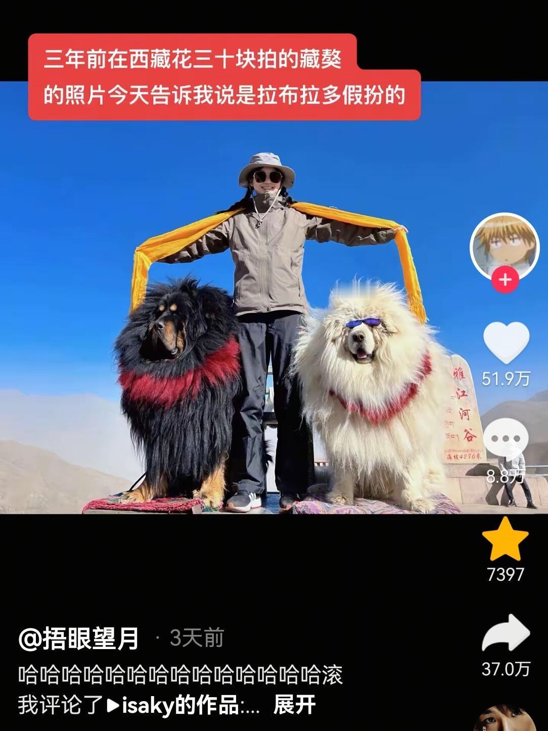 拉布拉猪：老铁们，你们说我会被发现吗？​​​