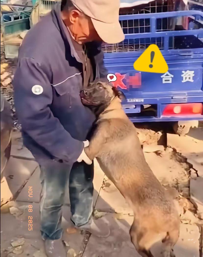 那只抱着主人膝盖的牧羊犬，戳中了多少人的无奈与深情谁能想到，一只守护羊群两年