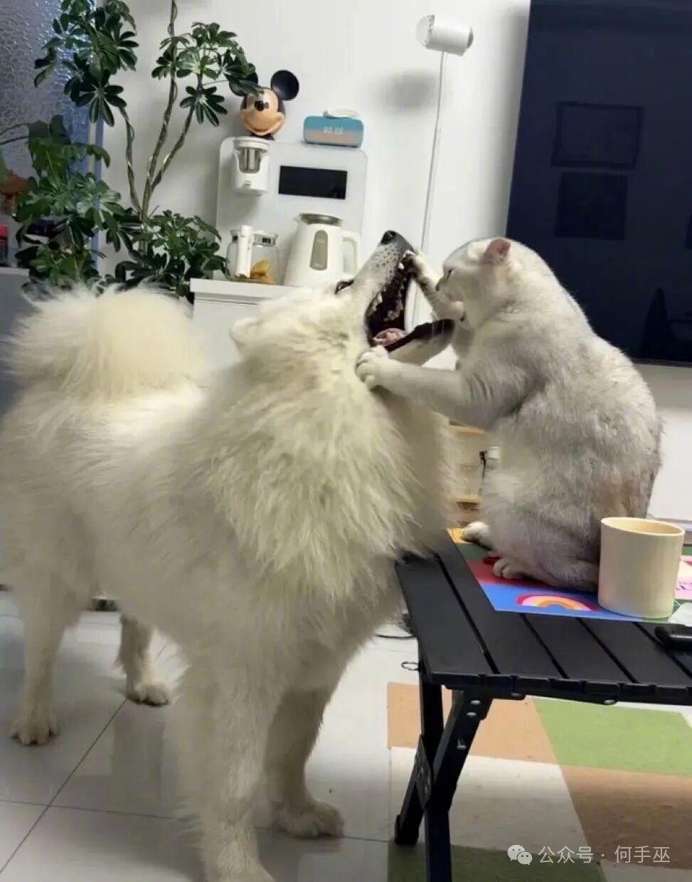 猫：“我的屎是不是让你吃了？”