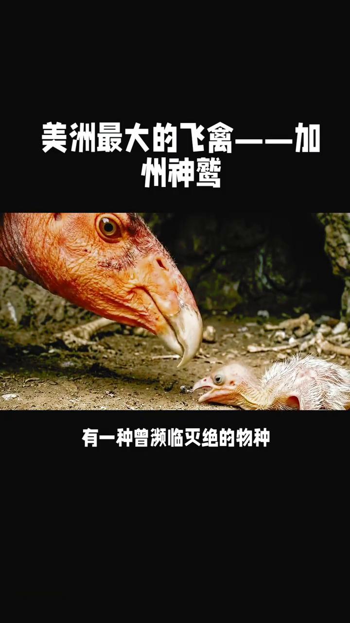 美洲最大的飞禽：加州神鹫。你们敢信吗？有一种曾濒临灭绝的物种，1987年最后一