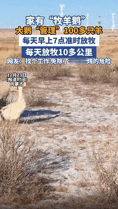 万万没想到，近日内蒙古，男子因为家中两只大鹅的关系不好，就把其中一只大鹅养在羊圈