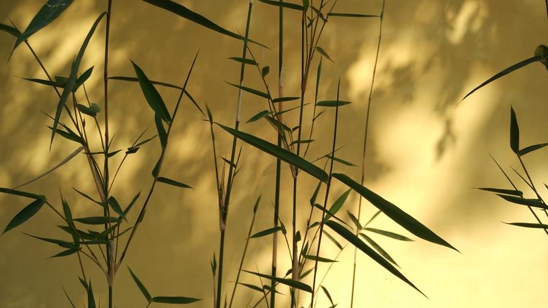 初冬初冬入户悄无声，竹影扶疏暗复明。乡遥烟锁千山寂，窗静月浸隐约梦。借