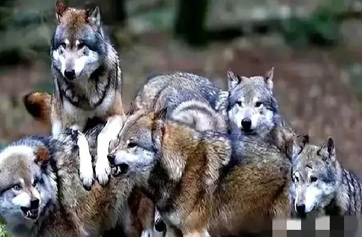 狼群里，公狼交配权只有一个。一头公狼，为了能睡上母狼，要付出什么代价？你以为是公