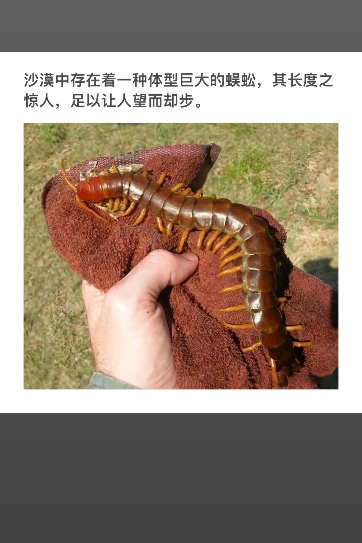 沙漠巨蜈蚣，令人望而却步的巨型生物！