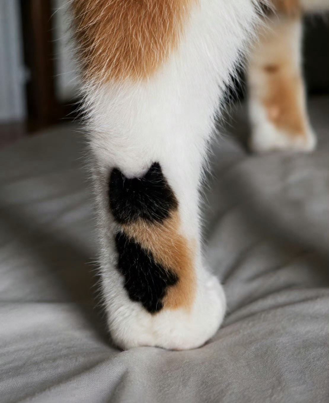 猫咪的脚后跟也住着一只小猫