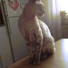 爆笑GIF: 虽然你违规停车了, 但是我没有违规走路啊