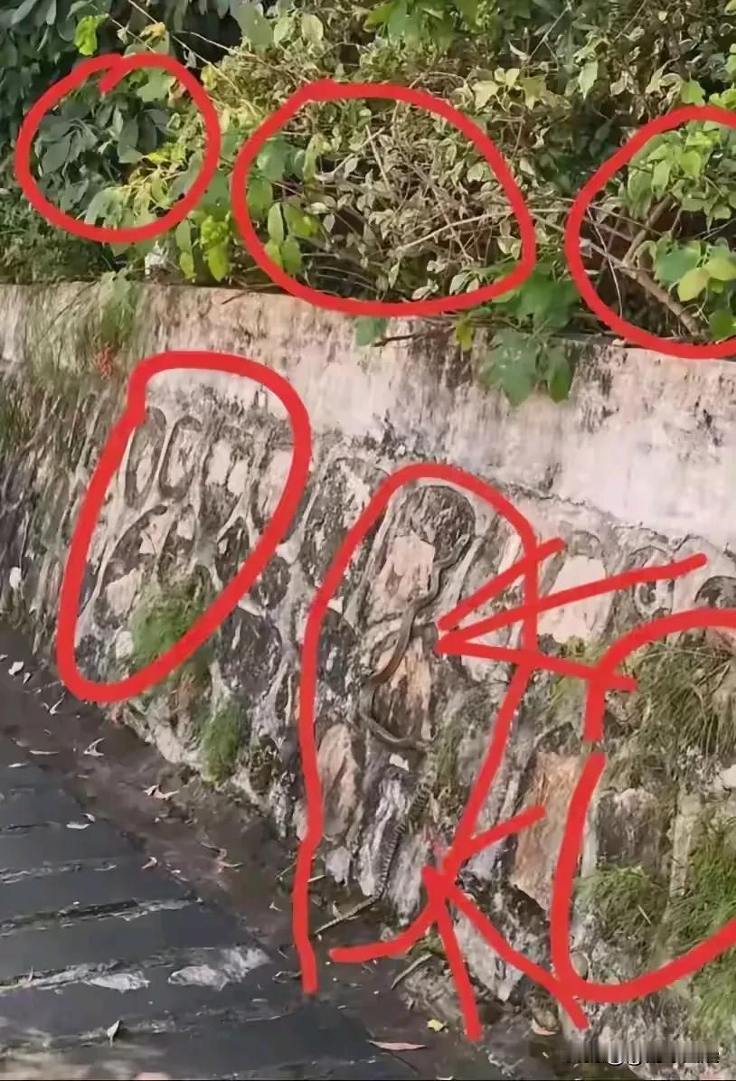 海南岛的蛇太多了，标记的红圈内都是蛇，墙上爬着，草丛里挂着的蛇是随处可见。由于海