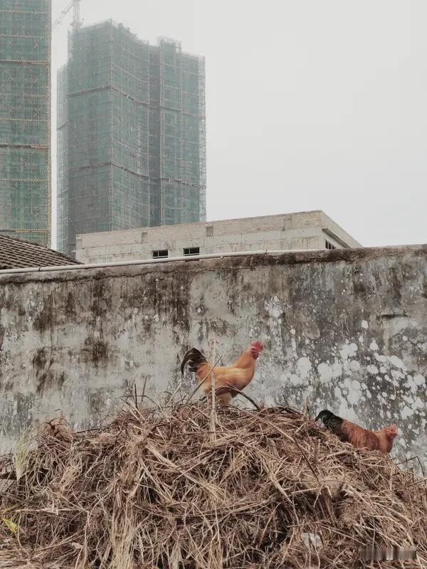 军人作风哪是融入返乡生活，明明是自带buff适配各种场景。身边退伍回来的老班长
