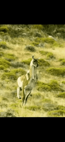 食草动物没有尖锐的牙齿，即便身形再庞大，也难免遭受欺凌。所以，在这个世界上，若想