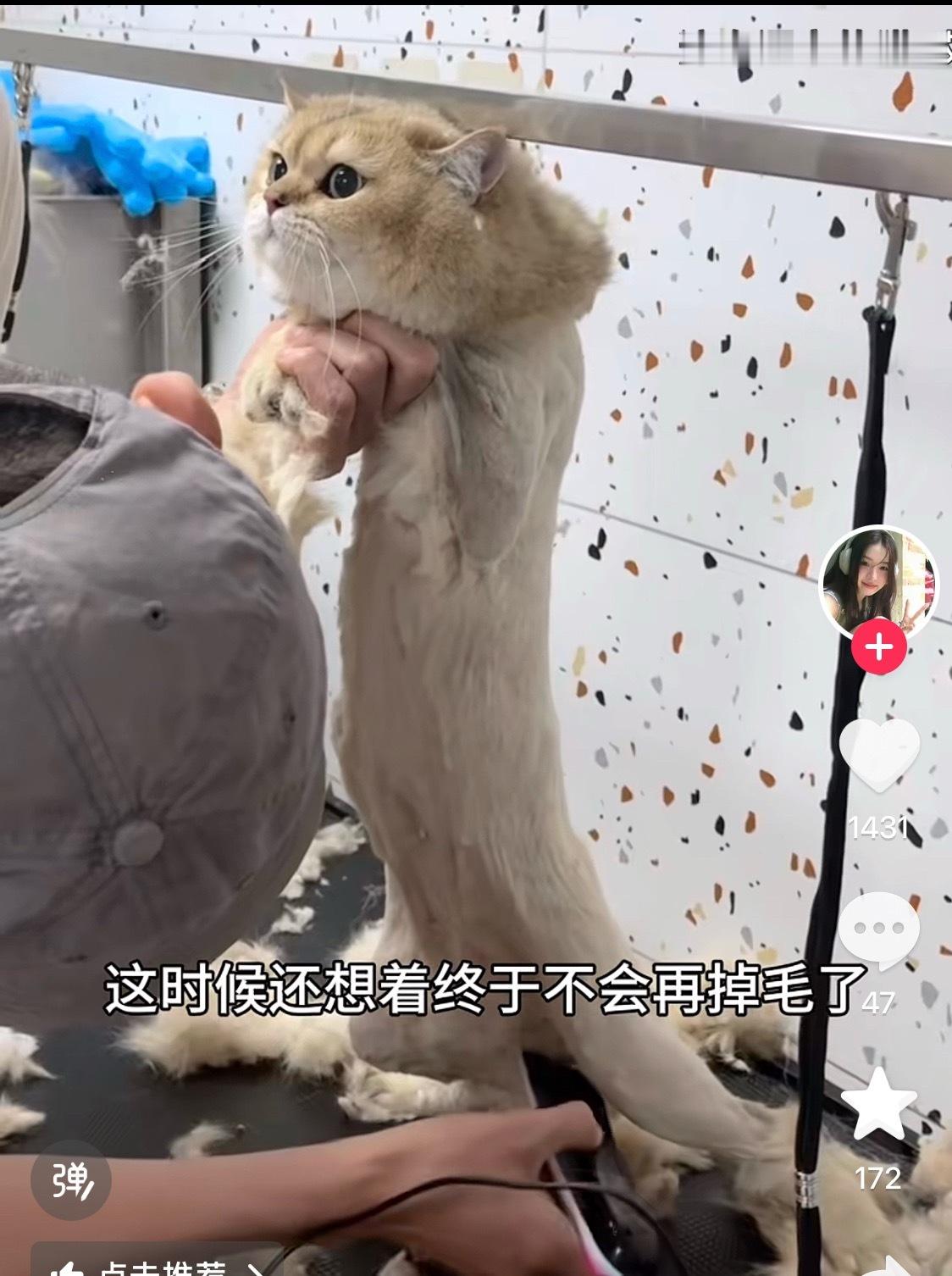大家千万不要给猫剃毛儿，猫可能会应激死掉，好难过，之前那么好看的猫，给人家弄那么