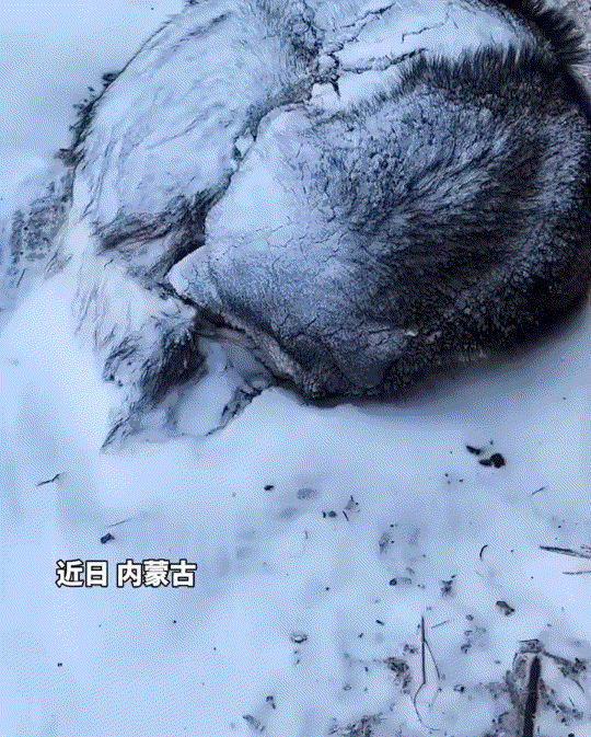 内蒙古，一牧民出门干完活回来，就看到自家蒙古獒在雪地中熟睡，于是牧民掏出手机拍下