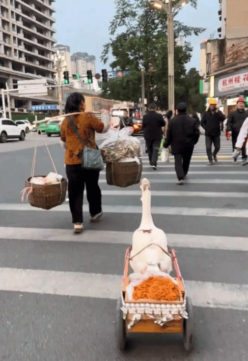 那只跟着主人卖菜守摊收款的大白鹅，比有些人还靠谱近日，一只守摊收款的大白鹅
