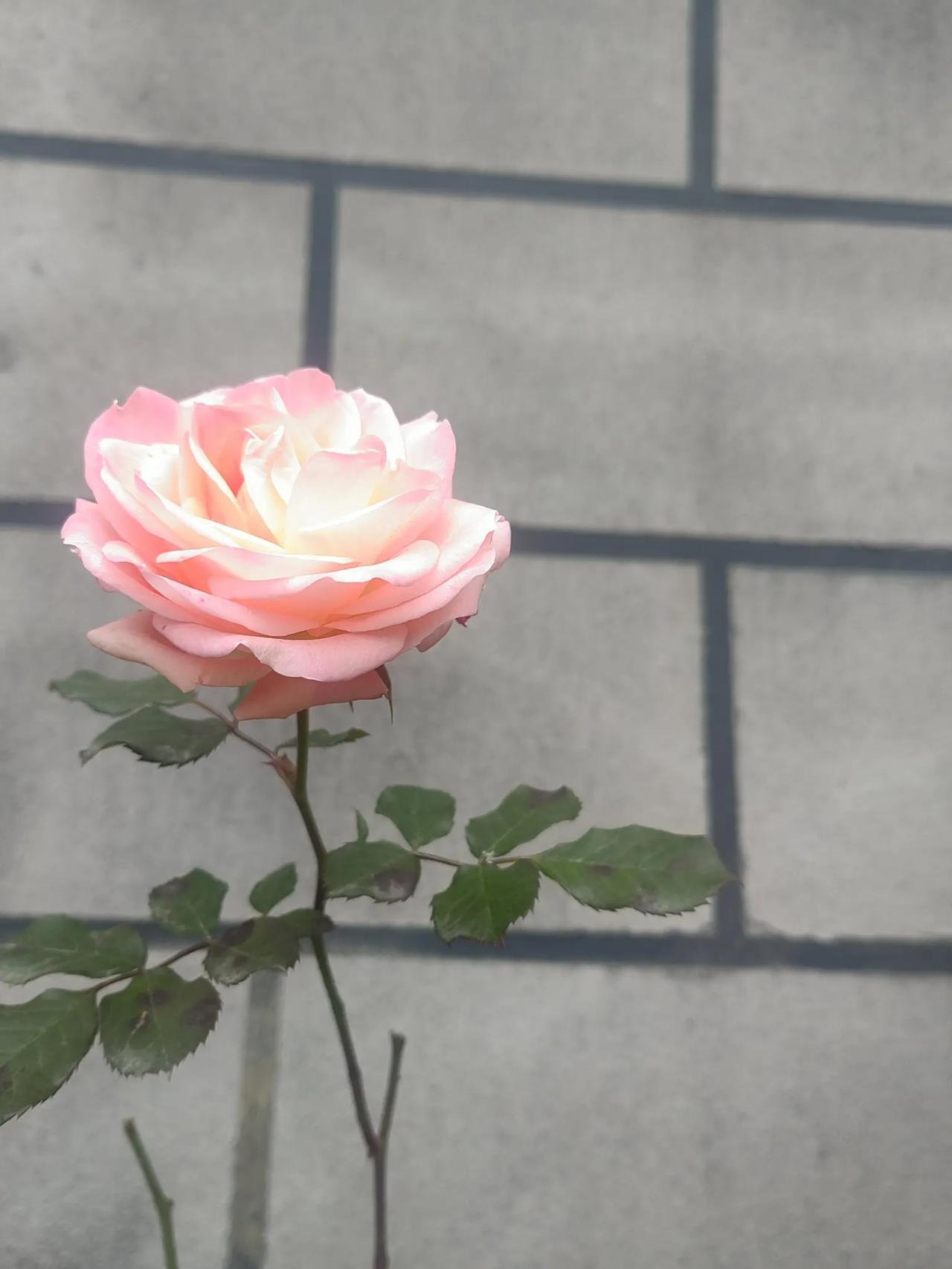 亲姐把女儿放在我上班的城市上学，周末放假负责接送饮食起居。她每次是周五中午放学