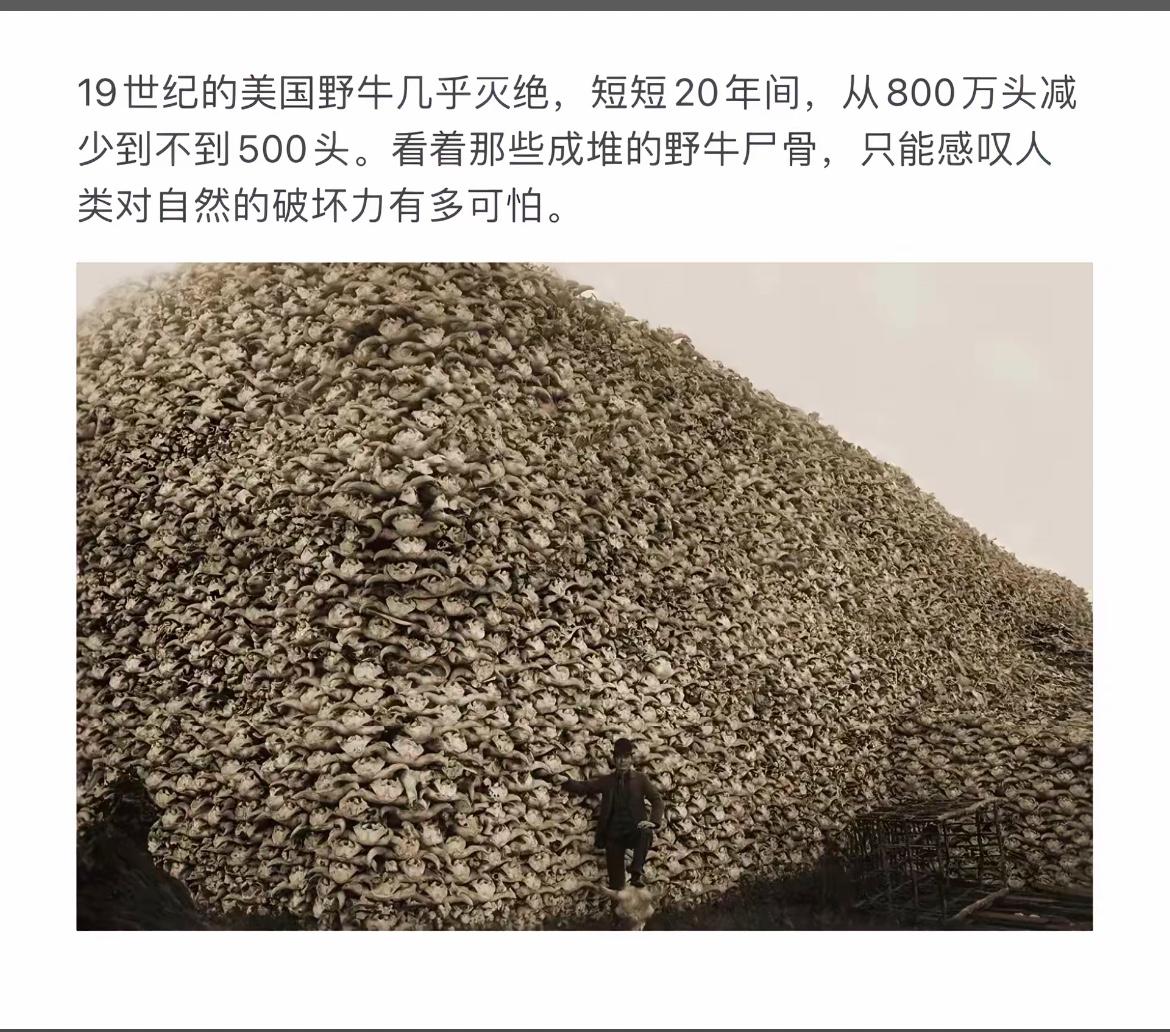 人类对自然的破坏有多可怕，看看19世纪美国野牛灭绝堆