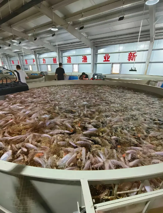 这样的鱼到底养殖给谁吃呢